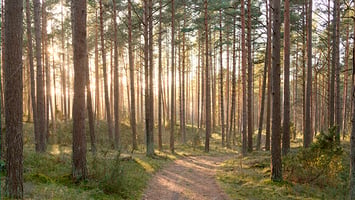 Suomalainen mäntykangasmetsä, jonka läpi kulkee polku.