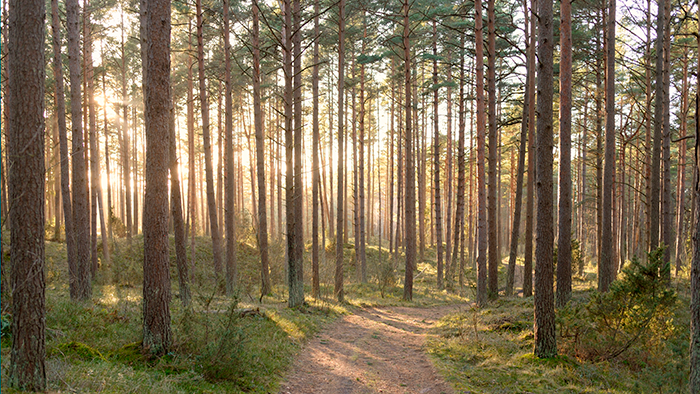 Finnish pine tree forest